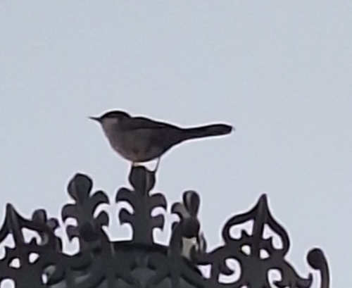 Avistamiento Curruca cabecinegra