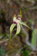 Caladenia tentaculata × venusta