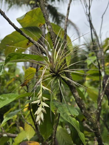 upright airplant