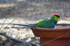 Purpureicephalus spurius