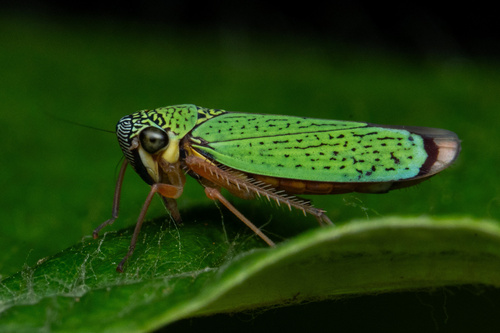 Versigonalia vermiculata