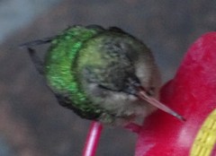 Cynanthus latirostris