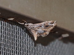 Paracymoriza vagalis