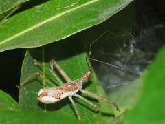 Epidaus