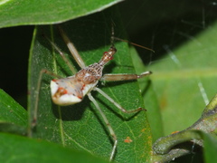 Epidaus