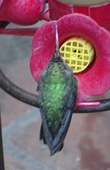 Cynanthus latirostris