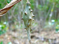 Dictyanthus