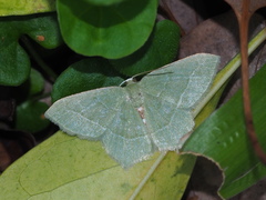 Idiochlora ussuriaria