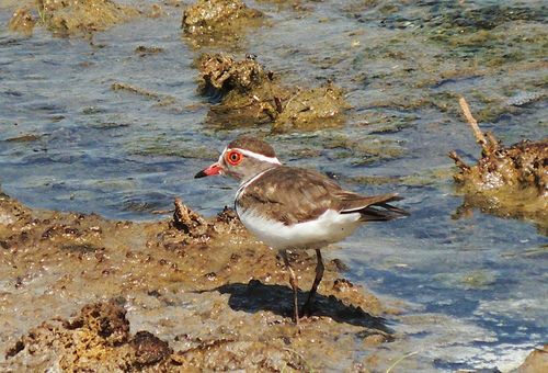 Three-banded Plover