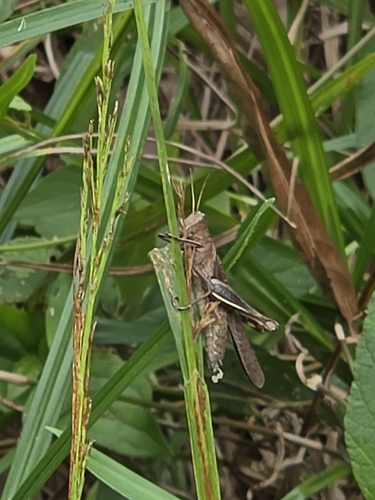Abracris flavolineata