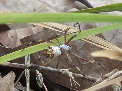 Silver Garden Orbweaver