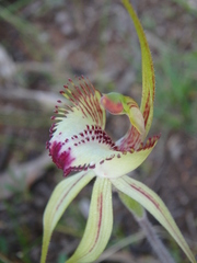 Caladenia tentaculata × venusta