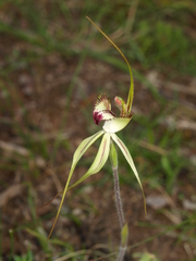 Caladenia tentaculata × venusta