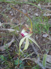 Caladenia tentaculata × venusta