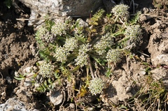 Schulzia albiflora