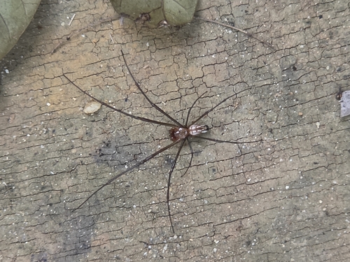Leucauge argyra