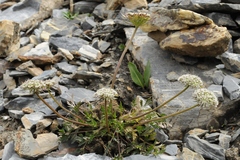 Lomatocarpa albomarginata