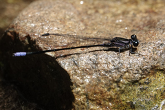 Argia ulmeca