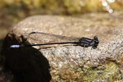 Argia ulmeca