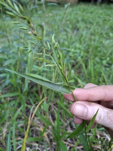 Homolepis aturensis observed 2026-04-26