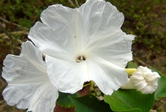Ipomoea carnea fistulosa