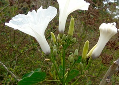 Ipomoea carnea fistulosa