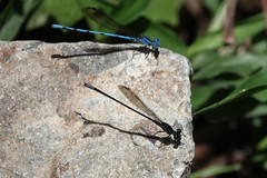 Argia ulmeca