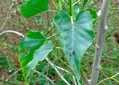 Ipomoea carnea fistulosa