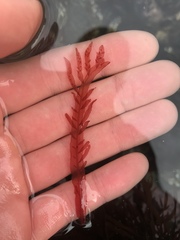 Cumathamnion decipiens