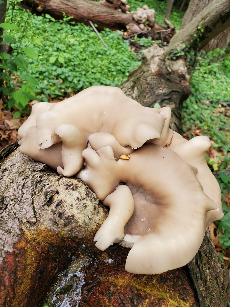 Pleurotus ostreatus · April 2026 · photo: © hikerbuddy (iNaturalist, cc0)