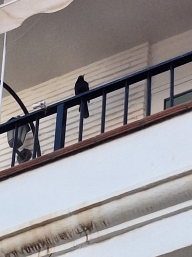 Avistamiento Turdus merula