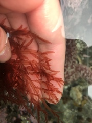 Cumathamnion decipiens