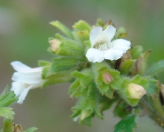 Capraria frutescens