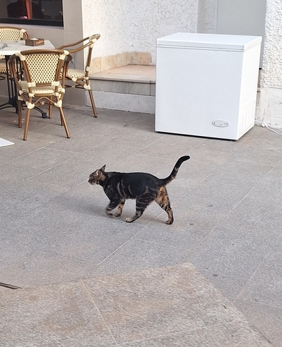 Avistamiento Gato montés (Sierra Nevada)