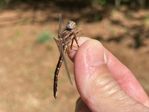 Ashy Clubtail