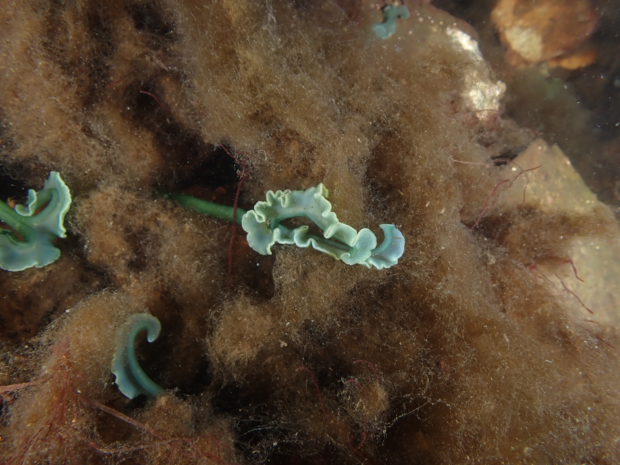 Metabonellia haswelli (Johnston & Tiegs, 1920)