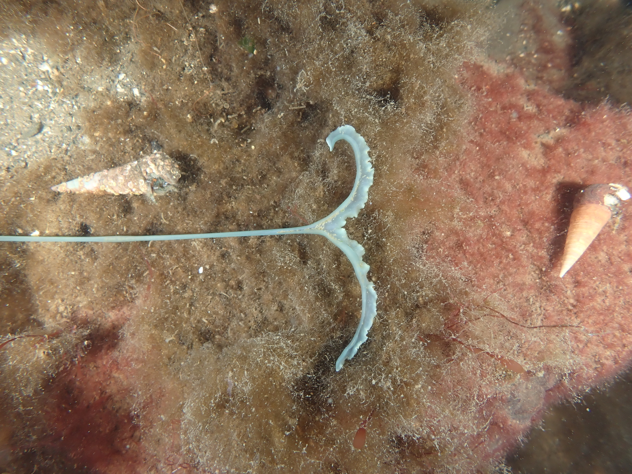 Metabonellia haswelli (Johnston & Tiegs, 1920)