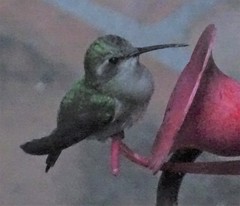 Cynanthus latirostris