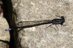 Argia ulmeca