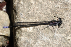 Argia ulmeca