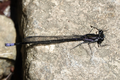 Argia ulmeca