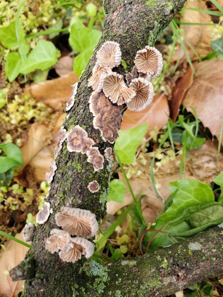Schizophyllum commune · April 2026 · photo: © hikerbuddy (iNaturalist, cc0)
