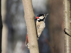 Dendrocopos major
