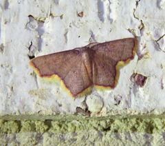 Chrysocraspeda aurimargo