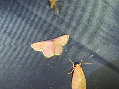 Chrysocraspeda aurimargo