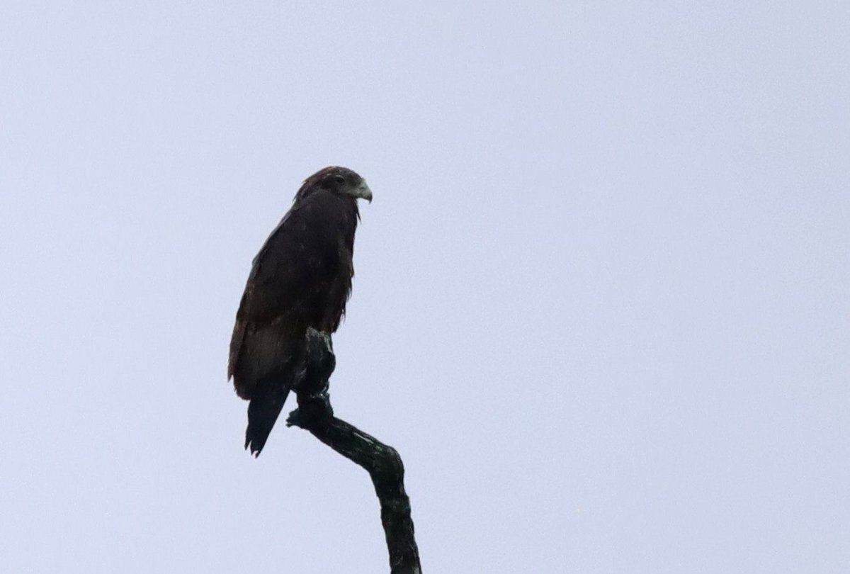 Bateleur (Terathopius ecaudatus), photo 1