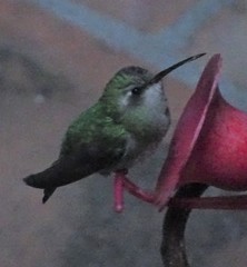 Cynanthus latirostris