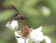 Physocephala floridana