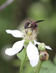 Physocephala floridana
