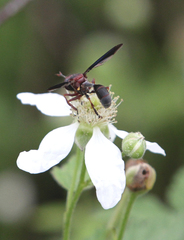 Physocephala floridana